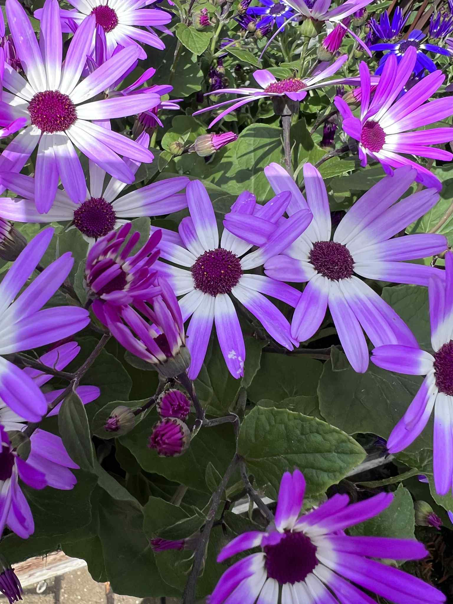 Purple Flowers Image