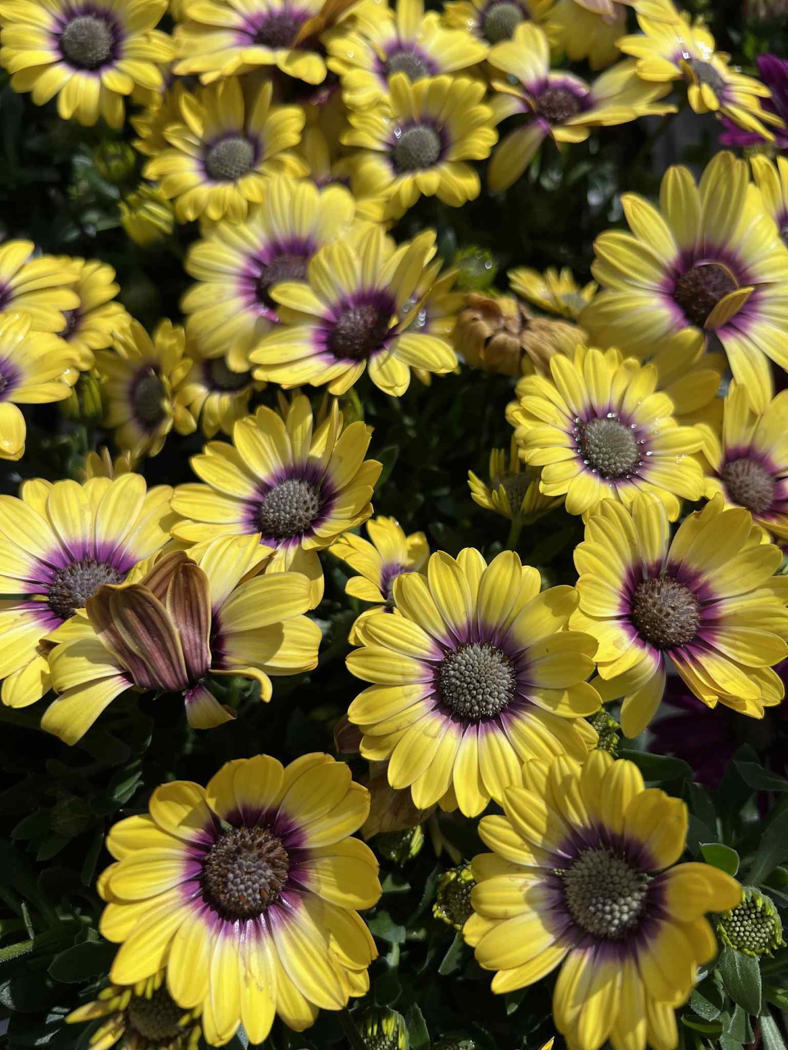 Image of Flowers