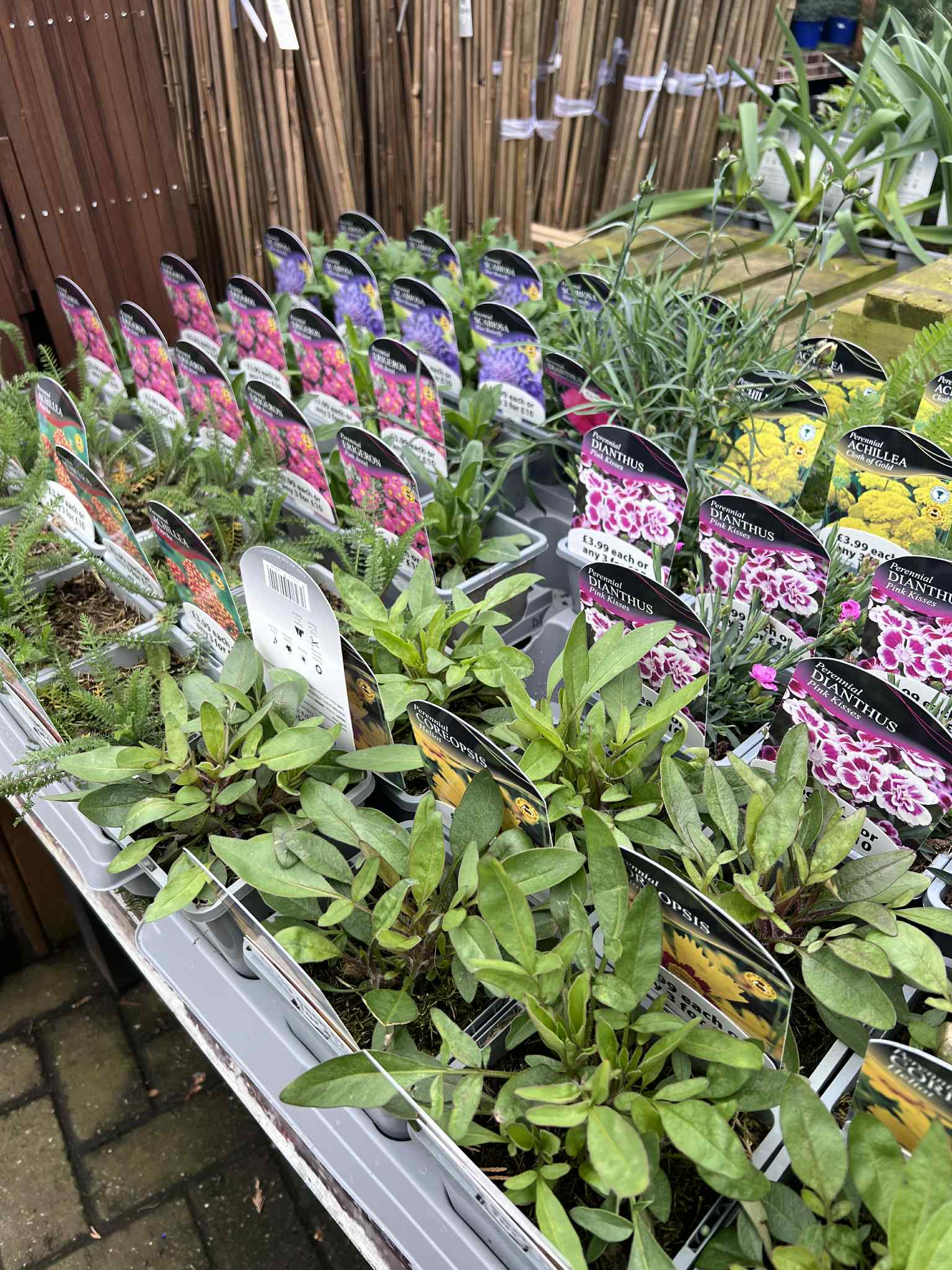 Image of Shrubs